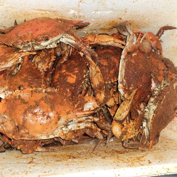 The Crab Place - crabs in a white container - Seafood Near Me - Crisfield, Maryland The Crab Place - crabs in a white container - Seafood Near Me - Crisfield, Maryland