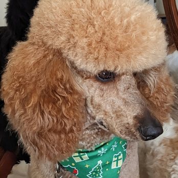 Core Canine - Sophie as an adult. - Pet Training Near Me - Alexandria, Virginia Core Canine - Sophie as an adult. - Pet Training Near Me - Alexandria, Virginia