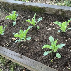 Tony's Garden Center - Thriving cauliflower