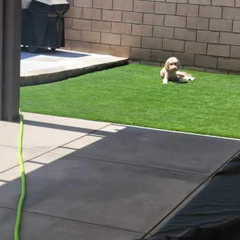 Greenside Landscaping - Zoey loves it - Artificial Turf Near Me