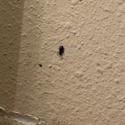 Pet Supermarket - Beetle