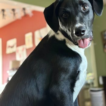 Long Road Home - ADOPTED!!! - Pet Adoption Near Me - Manhasset, New York Long Road Home - ADOPTED!!! - Pet Adoption Near Me - Manhasset, New York