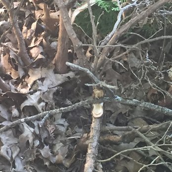 Hansen's Tree Service - Broken evergreen bush branches fell on from tree above they trimmed - Tree Services Near Me - O Fallon, Missouri