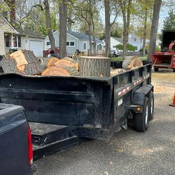 Any Cut Tree Service