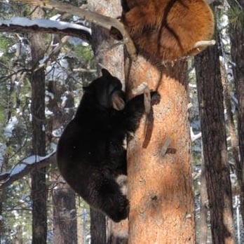 Bearizona - Bears of Bearizona - Zoos Near Me - Williams, Arizona