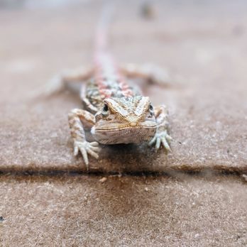PetSmart - Bearded Dragon - Pet Groomers Near Me - San Antonio, Texas