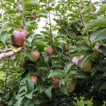 Wellwood Orchards - Farmers Market Near Me - Springfield, Vermont