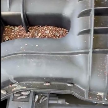 DCH Honda of Temecula Service Center - So much rat poop - Car Dealers Near Me - Temecula, California DCH Honda of Temecula Service Center - So much rat poop - Car Dealers Near Me - Temecula, California