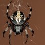Photo of Action Pest Control