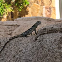 Even the lizards love Grand Solmar!