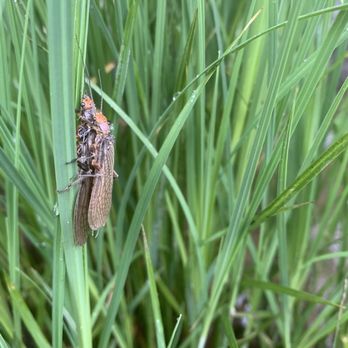 AC Fly Fishing - Mating golden stone flies - Fishing Near Me - Redding, California