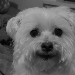 Doggy Bubbles - This is what our Sammy always looks like, UNTIL doggy bubbles TORE him up, they cut his eye and nose , kept him 5 hours,cut and injured !