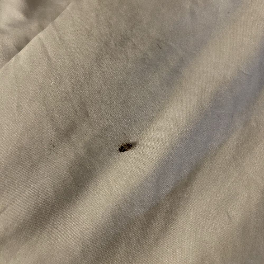 Quality Inn & Suites - Dead roach #1 on second bed - Hotels Near Me - Paragould, Arkansas Quality Inn & Suites - Dead roach #1 on second bed - Hotels Near Me - Paragould, Arkansas