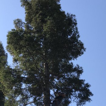 Bryant's Tree Service - Tree Services Near Me Bryant's Tree Service - Tree Services Near Me