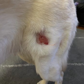 Frisky Dog Day Care - Puncture wound from dog bite at Frisky Dog. $300 vet bill. Do you really want to trust this place with your fur baby??? - Pet Sitting Near Me - Brookfield, Illinois Frisky Dog Day Care - Puncture wound from dog bite at Frisky Dog. $300 vet bill. Do you really want to trust this place with your fur baby??? - Pet Sitting Near Me - Brookfield, Illinois