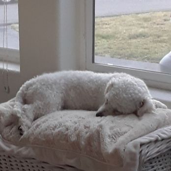 Ginger's Pet Rescue - Animal Shelters Near Me Ginger's Pet Rescue - Animal Shelters Near Me