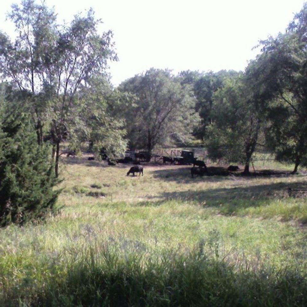 MoPac Trail - Cattle along the trail - Hiking Near Me - Lincoln, Nebraska