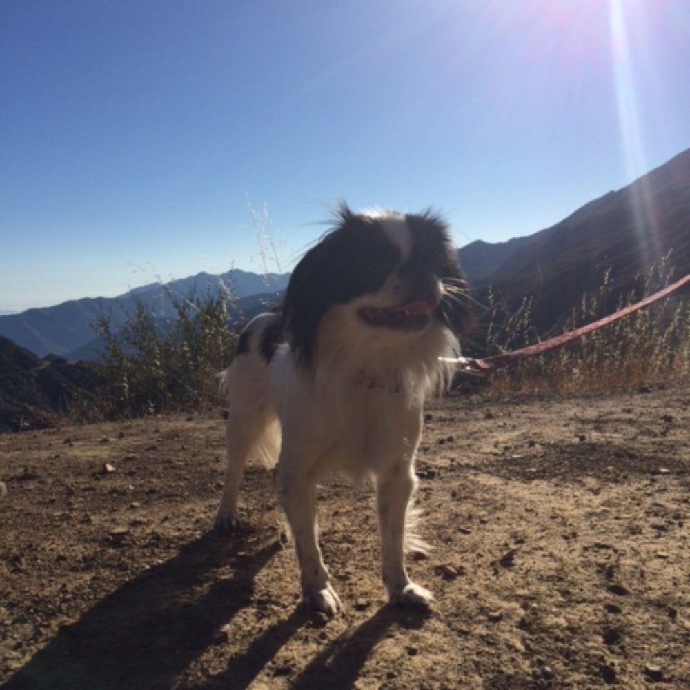 Middle Lion Campground - Kiki - Hiking Near Me - Ojai, California Middle Lion Campground - Kiki - Hiking Near Me - Ojai, California