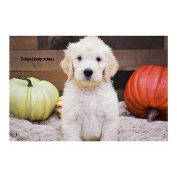 Petland Independence - Pet Stores Near Me - Independence, Missouri