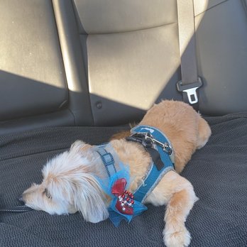 Doggie Salon - Pet Groomers Near Me - Anaheim, California Doggie Salon - Pet Groomers Near Me - Anaheim, California