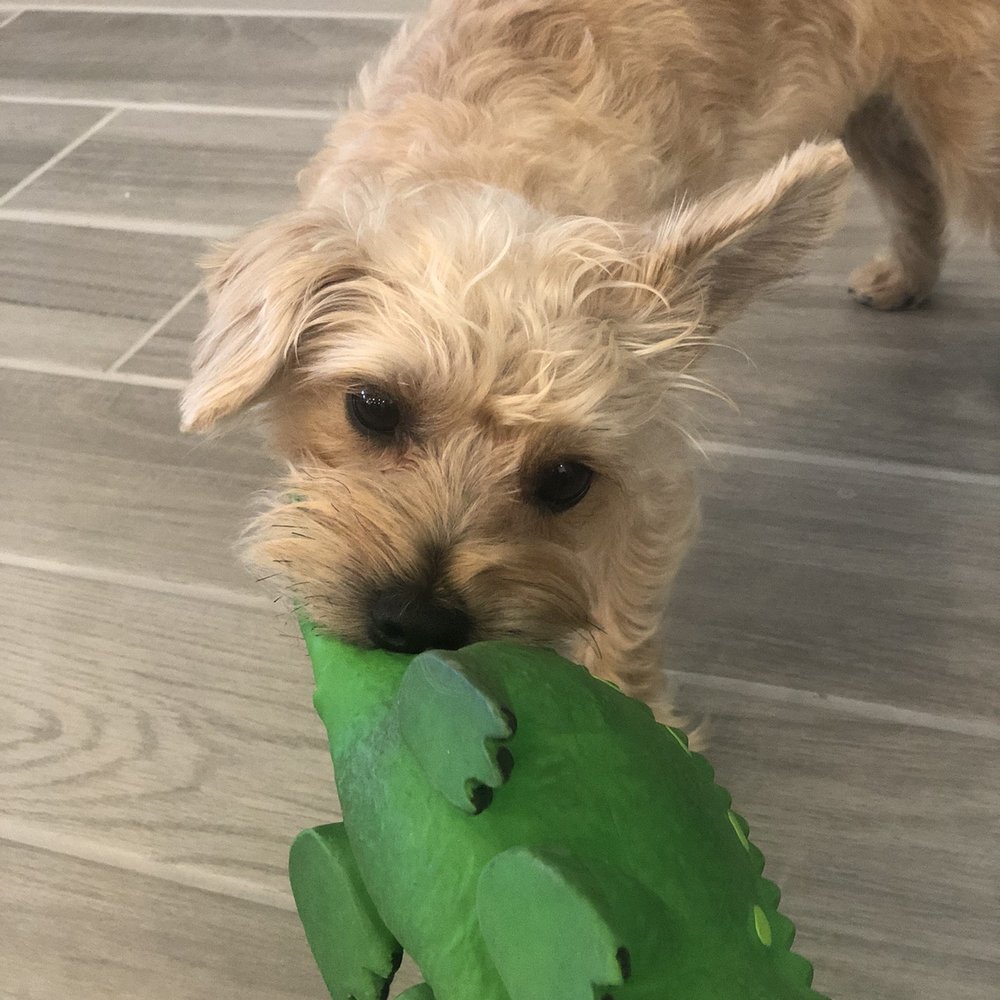 CityPaws Grooming - Pet Groomers Near Me - Houston, Texas