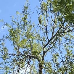 A flycatcher ( western) making itself difficult for me to ID.
