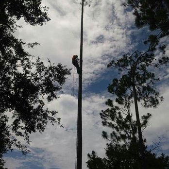 A N J Tree Service - Tree Services Near Me - mims, Florida A N J Tree Service - Tree Services Near Me - mims, Florida