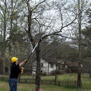 Just Small Trees - I use a pole saw to weight the tree to fall in a favorable direction. It's also great to clear room for a rope. - Tree Services Near Me - Cary, North Carolina Just Small Trees - I use a pole saw to weight the tree to fall in a favorable direction. It's also great to clear room for a rope. - Tree Services Near Me - Cary, North Carolina