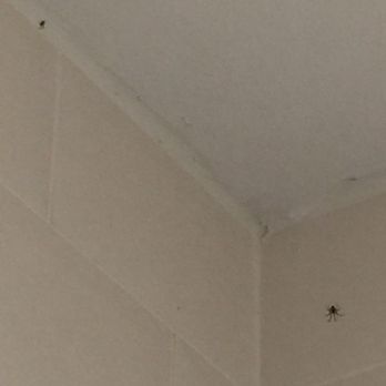 Ambassador Hotel - SPIDER & it's meal - Hotels Near Me - Cork, Colorado