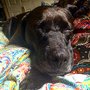 Photo of Outer Banks Spca