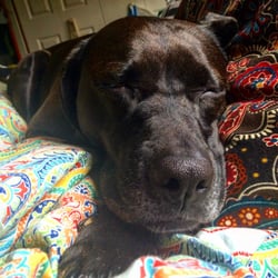 Outer Banks Spca - Beautiful dogs don't have to be designer! I rescued Lexi for $80 and she's the best dog I could ask for.