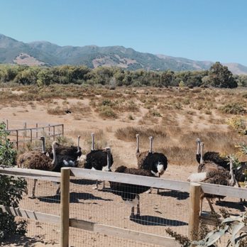 Ostrichland USA - Ostriches - Attraction Farms Near Me - Solvang, California Ostrichland USA - Ostriches - Attraction Farms Near Me - Solvang, California
