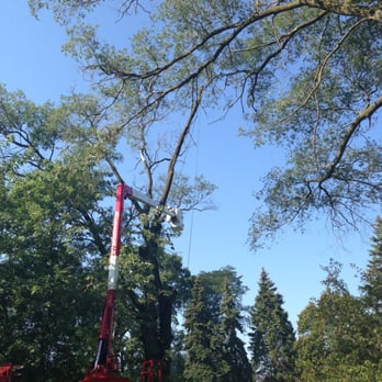 Sergio's Tree Removal - They do GREAT WORK, first tree is almost done. Will update on 2nd tree - Tree Services Near Me - Chicago, Illinois Sergio's Tree Removal - They do GREAT WORK, first tree is almost done. Will update on 2nd tree - Tree Services Near Me - Chicago, Illinois
