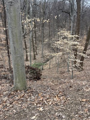 Cylburn Arboretum by null