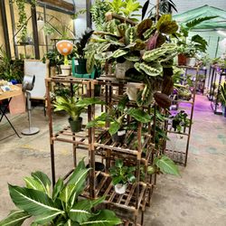 Cereus Plants - Small plants