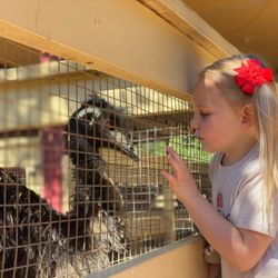 Farm School OC - Saying hello to the animals in the morning!