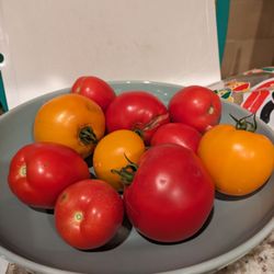 GM Farm - Tomatoes