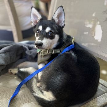 Lost Dog Cafe - Our pup Koda enjoying the outside patio - Breakfast & Brunch Near Me - Folly Beach, South Carolina Lost Dog Cafe - Our pup Koda enjoying the outside patio - Breakfast & Brunch Near Me - Folly Beach, South Carolina