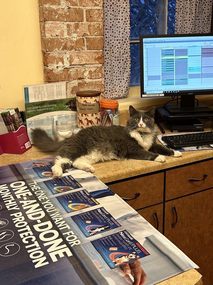 NORTH KENILWORTH VETERINARY CARE Updated September 2024 40 Photos