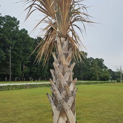 Plants Direct Nursery - Diseased/damaged Palm Sabal Tree