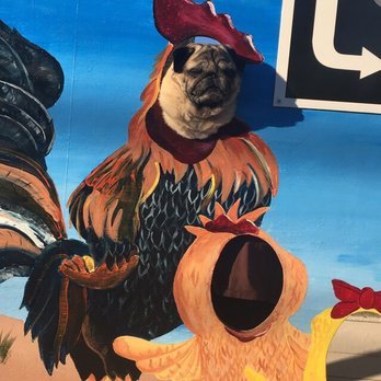 Paxton's Corner Coop - My pug having fun! - Bakeries Near Me - Annawan, Illinois Paxton's Corner Coop - My pug having fun! - Bakeries Near Me - Annawan, Illinois