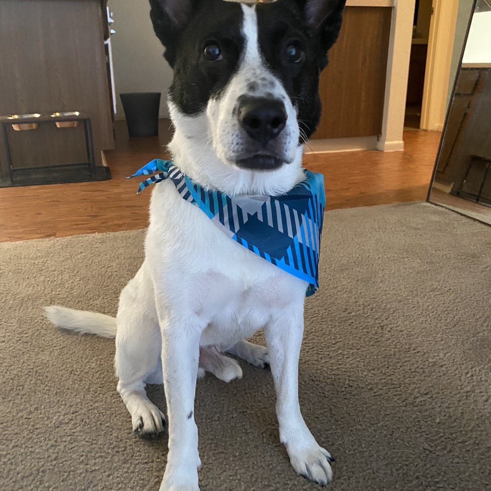 PetSmart - This is after the groomers. - Pet Stores Near Me - Tucson, Arizona
