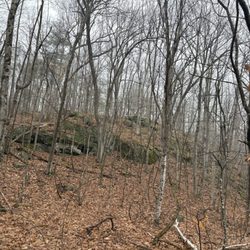 Windham Town Forest