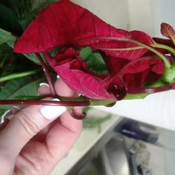 Pan Am Florist - The poinsettia pieces were wilted within 2 hours of delivery. WTF?!? - Florists Near Me - Fairfax, Virginia Pan Am Florist - The poinsettia pieces were wilted within 2 hours of delivery. WTF?!? - Florists Near Me - Fairfax, Virginia
