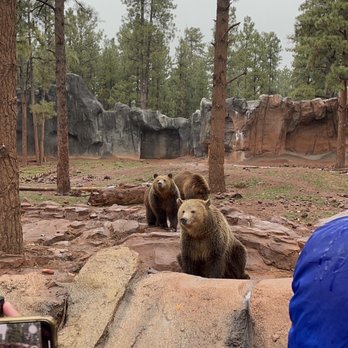 Bearizona - Bears - Zoos Near Me - Williams, Arizona Bearizona - Bears - Zoos Near Me - Williams, Arizona