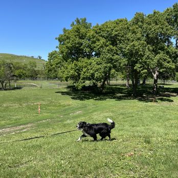 Rest area Kansas - Our dog, Sammy walking in the grass on the far side of the rest area - Rest Stops Near Me - Manhattan, Kansas