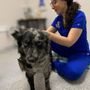 Photo of Longevity Veterinary Center
