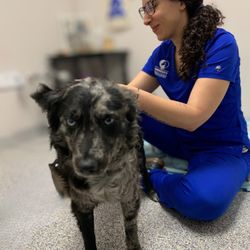 Longevity Veterinary Center - Acupuncture for Ritka