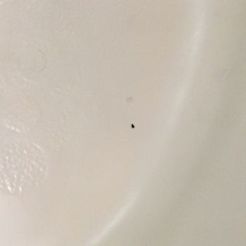 Oakes Hotel - Nasty dead bug or something - Hotels Near Me - Niagara Falls, Ontario Oakes Hotel - Nasty dead bug or something - Hotels Near Me - Niagara Falls, Ontario
