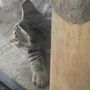 Photo of Jefferson Parish Animal Shelter